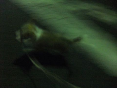 ウェルシュ・コーギー・ペンブロークこいぬ情報フントヒュッテウェルシュコーギーペンブローク子犬画像コーギーしっぽ付き尻尾付きしっぽつき断尾していないコーギー出産情報性格子犬の社会化コーギー家族募集中 Welsh Corgi Pembroke _ 792.jpg