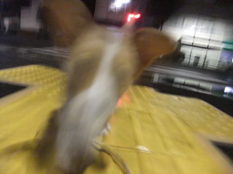 ウェルシュ・コーギー・ペンブロークこいぬ情報フントヒュッテウェルシュコーギーペンブローク子犬画像コーギーしっぽ付き尻尾付きしっぽつき断尾していないコーギー出産情報性格子犬の社会化コーギー家族募集中 Welsh Corgi Pembroke _ 794.jpg