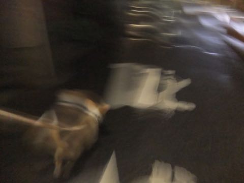 ウェルシュ・コーギー・ペンブロークこいぬ情報フントヒュッテウェルシュコーギーペンブローク子犬画像コーギーしっぽ付き尻尾付きしっぽつき断尾していないコーギー出産情報性格子犬の社会化コーギー家族募集中 Welsh Corgi Pembroke _ 795.jpg