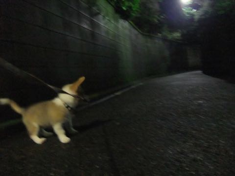 ウェルシュ・コーギー・ペンブロークこいぬ情報フントヒュッテウェルシュコーギーペンブローク子犬画像コーギーしっぽ付き尻尾付きしっぽつき断尾していないコーギー出産情報性格子犬の社会化コーギー家族募集中 Welsh Corgi Pembroke _ 799.jpg