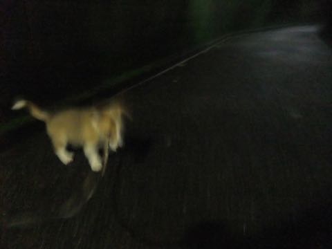 ウェルシュ・コーギー・ペンブロークこいぬ情報フントヒュッテウェルシュコーギーペンブローク子犬画像コーギーしっぽ付き尻尾付きしっぽつき断尾していないコーギー出産情報性格子犬の社会化コーギー家族募集中 Welsh Corgi Pembroke _ 800.jpg