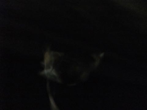 ウェルシュ・コーギー・ペンブロークこいぬ情報フントヒュッテウェルシュコーギーペンブローク子犬画像コーギーしっぽ付き尻尾付きしっぽつき断尾していないコーギー出産情報性格子犬の社会化コーギー家族募集中 Welsh Corgi Pembroke _ 802.jpg