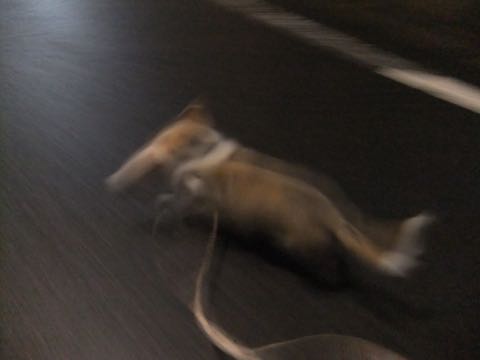 ウェルシュ・コーギー・ペンブロークこいぬ情報フントヒュッテウェルシュコーギーペンブローク子犬画像コーギーしっぽ付き尻尾付きしっぽつき断尾していないコーギー出産情報性格子犬の社会化コーギー家族募集中 Welsh Corgi Pembroke _ 803.jpg
