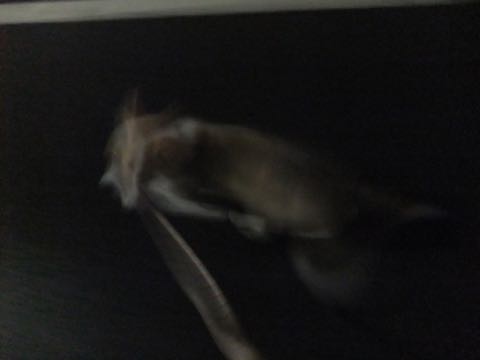ウェルシュ・コーギー・ペンブロークこいぬ情報フントヒュッテウェルシュコーギーペンブローク子犬画像コーギーしっぽ付き尻尾付きしっぽつき断尾していないコーギー出産情報性格子犬の社会化コーギー家族募集中 Welsh Corgi Pembroke _ 804.jpg
