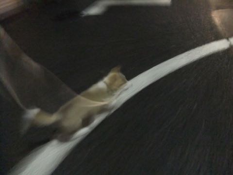 ウェルシュ・コーギー・ペンブロークこいぬ情報フントヒュッテウェルシュコーギーペンブローク子犬画像コーギーしっぽ付き尻尾付きしっぽつき断尾していないコーギー出産情報性格子犬の社会化コーギー家族募集中 Welsh Corgi Pembroke _ 805.jpg