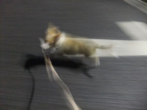 ウェルシュ・コーギー・ペンブロークこいぬ情報フントヒュッテウェルシュコーギーペンブローク子犬画像コーギーしっぽ付き尻尾付きしっぽつき断尾していないコーギー出産情報性格子犬の社会化コーギー家族募集中 Welsh Corgi Pembroke _ 807.jpg