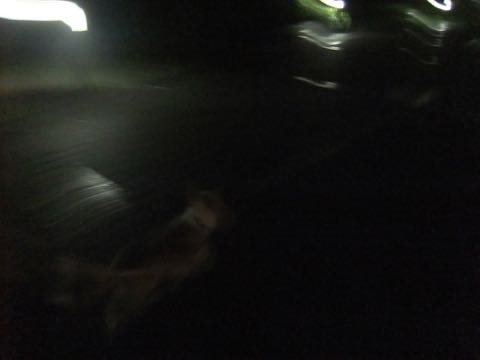 ウェルシュ・コーギー・ペンブロークこいぬ情報フントヒュッテウェルシュコーギーペンブローク子犬画像コーギーしっぽ付き尻尾付きしっぽつき断尾していないコーギー出産情報性格子犬の社会化コーギー家族募集中 Welsh Corgi Pembroke _ 809.jpg