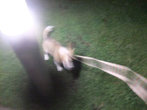 ウェルシュ・コーギー・ペンブロークこいぬ情報フントヒュッテウェルシュコーギーペンブローク子犬画像コーギーしっぽ付き尻尾付きしっぽつき断尾していないコーギー出産情報性格子犬の社会化コーギー家族募集中 Welsh Corgi Pembroke _ 811.jpg
