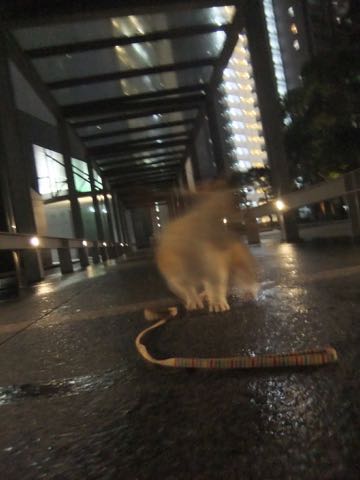 ウェルシュ・コーギー・ペンブロークこいぬ情報フントヒュッテウェルシュコーギーペンブローク子犬画像コーギーしっぽ付き尻尾付きしっぽつき断尾していないコーギー出産情報性格子犬の社会化コーギー家族募集中 Welsh Corgi Pembroke _ 814.jpg