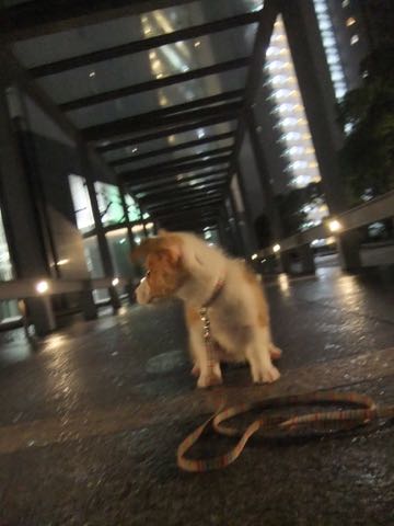 ウェルシュ・コーギー・ペンブロークこいぬ情報フントヒュッテウェルシュコーギーペンブローク子犬画像コーギーしっぽ付き尻尾付きしっぽつき断尾していないコーギー出産情報性格子犬の社会化コーギー家族募集中 Welsh Corgi Pembroke _ 815.jpg