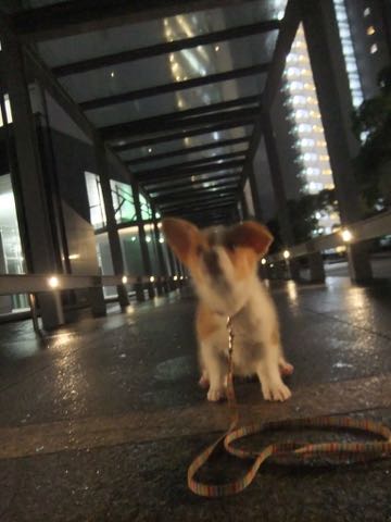 ウェルシュ・コーギー・ペンブロークこいぬ情報フントヒュッテウェルシュコーギーペンブローク子犬画像コーギーしっぽ付き尻尾付きしっぽつき断尾していないコーギー出産情報性格子犬の社会化コーギー家族募集中 Welsh Corgi Pembroke _ 816.jpg
