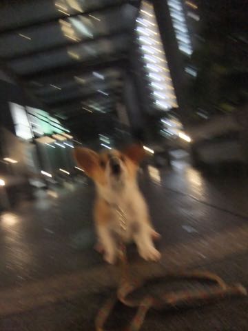 ウェルシュ・コーギー・ペンブロークこいぬ情報フントヒュッテウェルシュコーギーペンブローク子犬画像コーギーしっぽ付き尻尾付きしっぽつき断尾していないコーギー出産情報性格子犬の社会化コーギー家族募集中 Welsh Corgi Pembroke _ 817.jpg