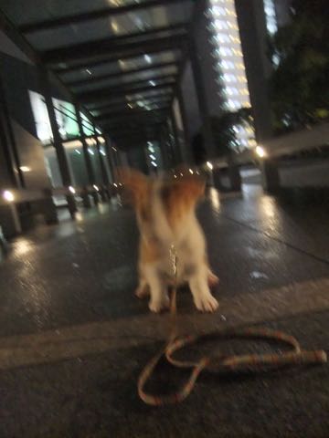 ウェルシュ・コーギー・ペンブロークこいぬ情報フントヒュッテウェルシュコーギーペンブローク子犬画像コーギーしっぽ付き尻尾付きしっぽつき断尾していないコーギー出産情報性格子犬の社会化コーギー家族募集中 Welsh Corgi Pembroke _ 818.jpg