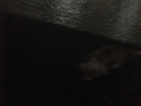 ウェルシュ・コーギー・ペンブロークこいぬ情報フントヒュッテウェルシュコーギーペンブローク子犬画像コーギーしっぽ付き尻尾付きしっぽつき断尾していないコーギー出産情報性格子犬の社会化コーギー家族募集中 Welsh Corgi Pembroke _ 819.jpg