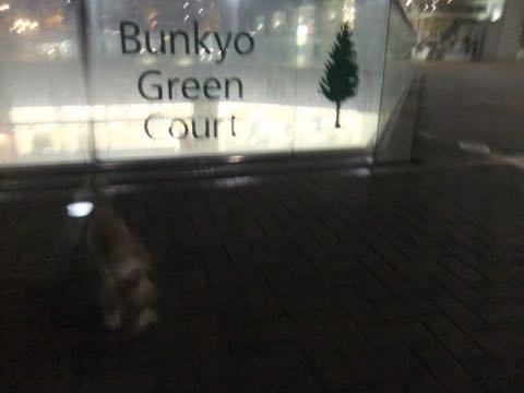 ウェルシュ・コーギー・ペンブロークこいぬ情報フントヒュッテウェルシュコーギーペンブローク子犬画像コーギーしっぽ付き尻尾付きしっぽつき断尾していないコーギー出産情報性格子犬の社会化コーギー家族募集中 Welsh Corgi Pembroke _ 824.jpg