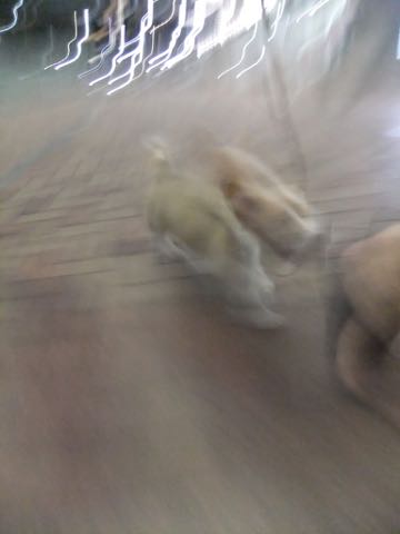 ウェルシュ・コーギー・ペンブロークこいぬ情報フントヒュッテウェルシュコーギーペンブローク子犬画像コーギーしっぽ付き尻尾付きしっぽつき断尾していないコーギー出産情報性格子犬の社会化コーギー家族募集中 Welsh Corgi Pembroke _ 826.jpg