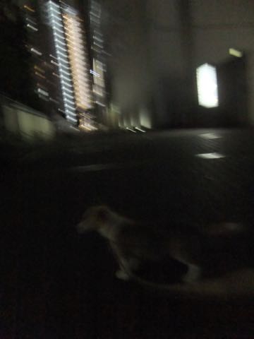 ウェルシュ・コーギー・ペンブロークこいぬ情報フントヒュッテウェルシュコーギーペンブローク子犬画像コーギーしっぽ付き尻尾付きしっぽつき断尾していないコーギー出産情報性格子犬の社会化コーギー家族募集中 Welsh Corgi Pembroke _ 828.jpg