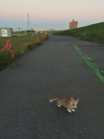 ウェルシュ・コーギー・ペンブロークこいぬ情報フントヒュッテウェルシュコーギーペンブローク子犬画像コーギーしっぽ付き尻尾付きしっぽつき断尾していないコーギー出産情報性格子犬の社会化コーギー家族募集中 Welsh Corgi Pembroke _ 835.jpg