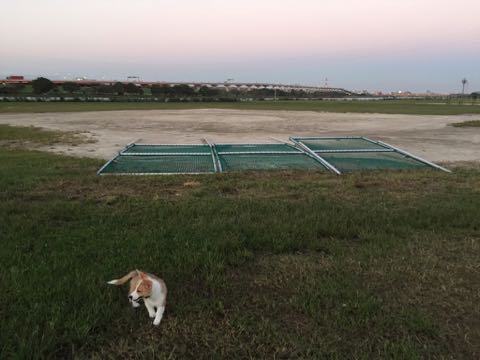 ウェルシュ・コーギー・ペンブロークこいぬ情報フントヒュッテウェルシュコーギーペンブローク子犬画像コーギーしっぽ付き尻尾付きしっぽつき断尾していないコーギー出産情報性格子犬の社会化コーギー家族募集中 Welsh Corgi Pembroke _ 836.jpg