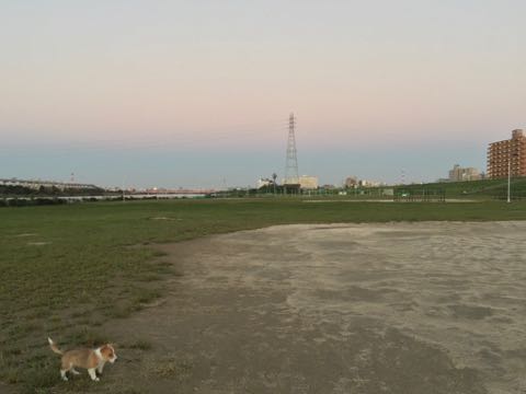ウェルシュ・コーギー・ペンブロークこいぬ情報フントヒュッテウェルシュコーギーペンブローク子犬画像コーギーしっぽ付き尻尾付きしっぽつき断尾していないコーギー出産情報性格子犬の社会化コーギー家族募集中 Welsh Corgi Pembroke _ 839.jpg
