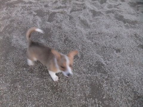 ウェルシュ・コーギー・ペンブロークこいぬ情報フントヒュッテウェルシュコーギーペンブローク子犬画像コーギーしっぽ付き尻尾付きしっぽつき断尾していないコーギー出産情報性格子犬の社会化コーギー家族募集中 Welsh Corgi Pembroke _ 843.jpg