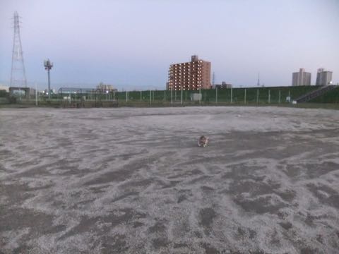 ウェルシュ・コーギー・ペンブロークこいぬ情報フントヒュッテウェルシュコーギーペンブローク子犬画像コーギーしっぽ付き尻尾付きしっぽつき断尾していないコーギー出産情報性格子犬の社会化コーギー家族募集中 Welsh Corgi Pembroke _ 844.jpg
