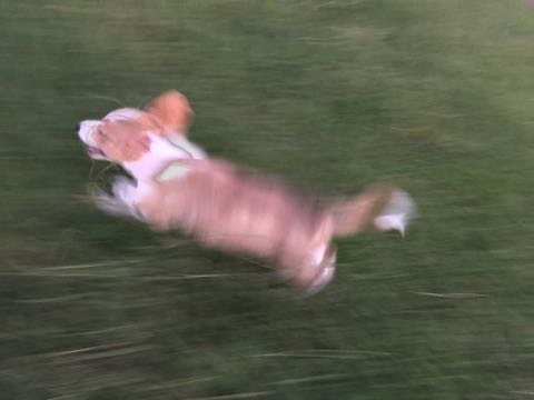ウェルシュ・コーギー・ペンブロークこいぬ情報フントヒュッテウェルシュコーギーペンブローク子犬画像コーギーしっぽ付き尻尾付きしっぽつき断尾していないコーギー出産情報性格子犬の社会化コーギー家族募集中 Welsh Corgi Pembroke _ 846.jpg