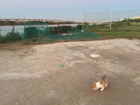 ウェルシュ・コーギー・ペンブロークこいぬ情報フントヒュッテウェルシュコーギーペンブローク子犬画像コーギーしっぽ付き尻尾付きしっぽつき断尾していないコーギー出産情報性格子犬の社会化コーギー家族募集中 Welsh Corgi Pembroke _ 847.jpg