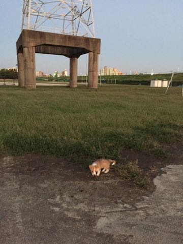 ウェルシュ・コーギー・ペンブロークこいぬ情報フントヒュッテウェルシュコーギーペンブローク子犬画像コーギーしっぽ付き尻尾付きしっぽつき断尾していないコーギー出産情報性格子犬の社会化コーギー家族募集中 Welsh Corgi Pembroke _ 852.jpg