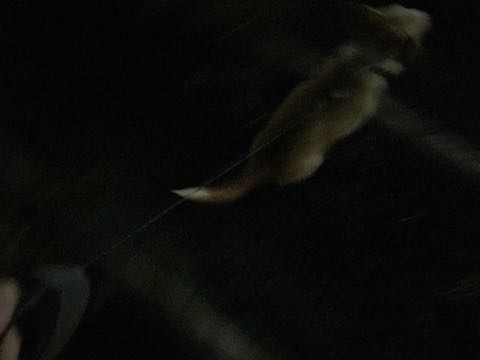 ウェルシュ・コーギー・ペンブロークこいぬ情報フントヒュッテウェルシュコーギーペンブローク子犬画像コーギーしっぽ付き尻尾付きしっぽつき断尾していないコーギー出産情報性格子犬の社会化コーギー家族募集中 Welsh Corgi Pembroke _ 855.jpg