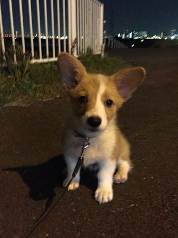 ウェルシュ・コーギー・ペンブロークこいぬ情報フントヒュッテウェルシュコーギーペンブローク子犬画像コーギーしっぽ付き尻尾付きしっぽつき断尾していないコーギー出産情報性格子犬の社会化コーギー家族募集中 Welsh Corgi Pembroke _ 857.jpg