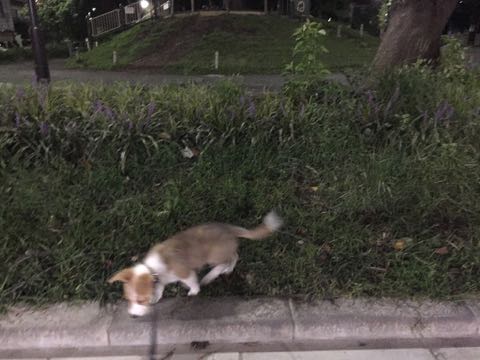 ウェルシュ・コーギー・ペンブロークこいぬ情報フントヒュッテウェルシュコーギーペンブローク子犬画像コーギーしっぽ付き尻尾付きしっぽつき断尾していないコーギー出産情報性格子犬の社会化コーギー家族募集中 Welsh Corgi Pembroke _ 862.jpg