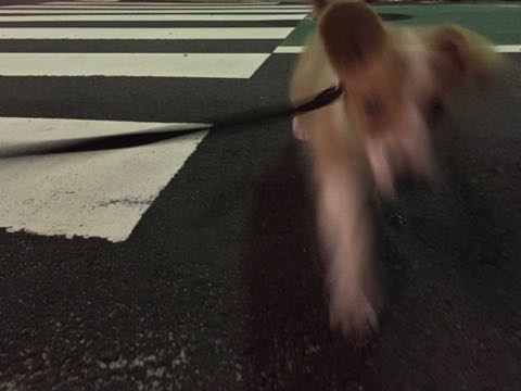 ウェルシュ・コーギー・ペンブロークこいぬ情報フントヒュッテウェルシュコーギーペンブローク子犬画像コーギーしっぽ付き尻尾付きしっぽつき断尾していないコーギー出産情報性格子犬の社会化コーギー家族募集中 Welsh Corgi Pembroke _ 864.jpg