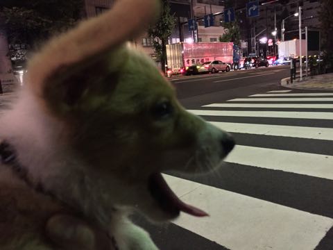 ウェルシュ・コーギー・ペンブロークこいぬ情報フントヒュッテウェルシュコーギーペンブローク子犬画像コーギーしっぽ付き尻尾付きしっぽつき断尾していないコーギー出産情報性格子犬の社会化コーギー家族募集中 Welsh Corgi Pembroke _ 865.jpg