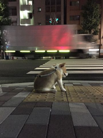 ウェルシュ・コーギー・ペンブロークこいぬ情報フントヒュッテウェルシュコーギーペンブローク子犬画像コーギーしっぽ付き尻尾付きしっぽつき断尾していないコーギー出産情報性格子犬の社会化コーギー家族募集中 Welsh Corgi Pembroke _ 866.jpg
