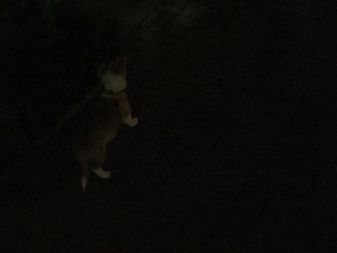 ウェルシュ・コーギー・ペンブロークこいぬ情報フントヒュッテウェルシュコーギーペンブローク子犬画像コーギーしっぽ付き尻尾付きしっぽつき断尾していないコーギー出産情報性格子犬の社会化コーギー家族募集中 Welsh Corgi Pembroke _ 868.jpg