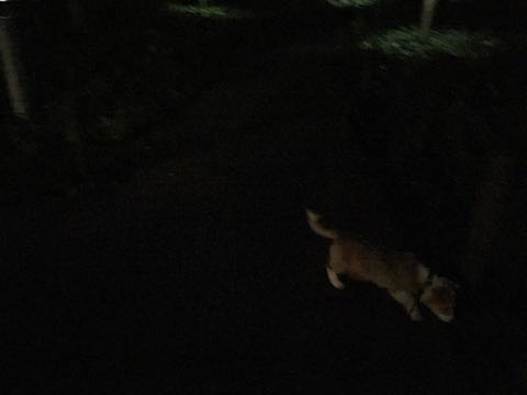ウェルシュ・コーギー・ペンブロークこいぬ情報フントヒュッテウェルシュコーギーペンブローク子犬画像コーギーしっぽ付き尻尾付きしっぽつき断尾していないコーギー出産情報性格子犬の社会化コーギー家族募集中 Welsh Corgi Pembroke _ 870.jpg