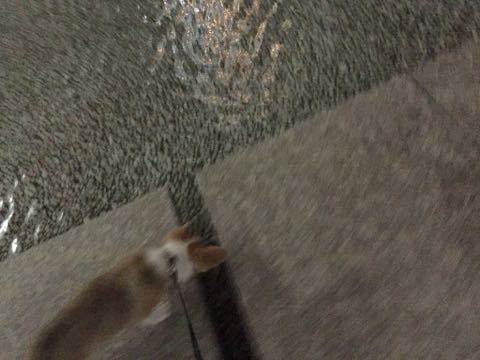 ウェルシュ・コーギー・ペンブロークこいぬ情報フントヒュッテウェルシュコーギーペンブローク子犬画像コーギーしっぽ付き尻尾付きしっぽつき断尾していないコーギー出産情報性格子犬の社会化コーギー家族募集中 Welsh Corgi Pembroke _ 872.jpg