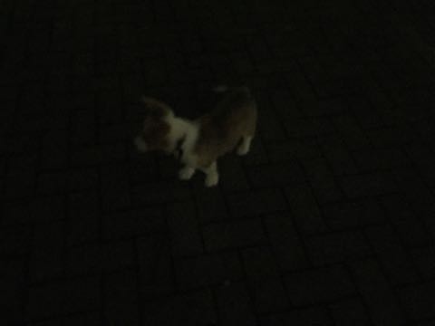ウェルシュ・コーギー・ペンブロークこいぬ情報フントヒュッテウェルシュコーギーペンブローク子犬画像コーギーしっぽ付き尻尾付きしっぽつき断尾していないコーギー出産情報性格子犬の社会化コーギー家族募集中 Welsh Corgi Pembroke _ 874.jpg