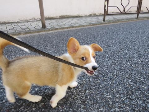 ウェルシュ・コーギー・ペンブロークこいぬ情報フントヒュッテウェルシュコーギーペンブローク子犬画像コーギーしっぽ付き尻尾付きしっぽつき断尾していないコーギー出産情報性格子犬の社会化コーギー家族募集中 Welsh Corgi Pembroke _ 876.jpg
