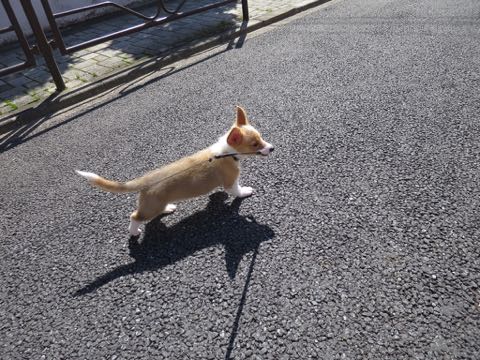 ウェルシュ・コーギー・ペンブロークこいぬ情報フントヒュッテウェルシュコーギーペンブローク子犬画像コーギーしっぽ付き尻尾付きしっぽつき断尾していないコーギー出産情報性格子犬の社会化コーギー家族募集中 Welsh Corgi Pembroke _ 877.jpg