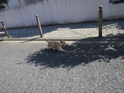 ウェルシュ・コーギー・ペンブロークこいぬ情報フントヒュッテウェルシュコーギーペンブローク子犬画像コーギーしっぽ付き尻尾付きしっぽつき断尾していないコーギー出産情報性格子犬の社会化コーギー家族募集中 Welsh Corgi Pembroke _ 878.jpg