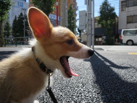ウェルシュ・コーギー・ペンブロークこいぬ情報フントヒュッテウェルシュコーギーペンブローク子犬画像コーギーしっぽ付き尻尾付きしっぽつき断尾していないコーギー出産情報性格子犬の社会化コーギー家族募集中 Welsh Corgi Pembroke _ 879.jpg