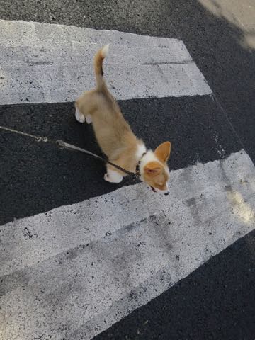 ウェルシュ・コーギー・ペンブロークこいぬ情報フントヒュッテウェルシュコーギーペンブローク子犬画像コーギーしっぽ付き尻尾付きしっぽつき断尾していないコーギー出産情報性格子犬の社会化コーギー家族募集中 Welsh Corgi Pembroke _ 880.jpg