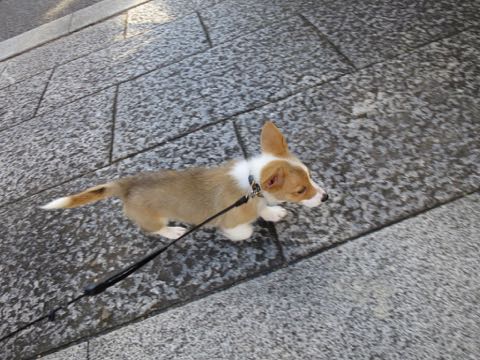 ウェルシュ・コーギー・ペンブロークこいぬ情報フントヒュッテウェルシュコーギーペンブローク子犬画像コーギーしっぽ付き尻尾付きしっぽつき断尾していないコーギー出産情報性格子犬の社会化コーギー家族募集中 Welsh Corgi Pembroke _ 881.jpg