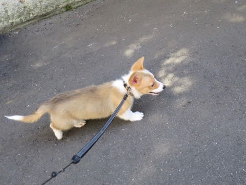 ウェルシュ・コーギー・ペンブロークこいぬ情報フントヒュッテウェルシュコーギーペンブローク子犬画像コーギーしっぽ付き尻尾付きしっぽつき断尾していないコーギー出産情報性格子犬の社会化コーギー家族募集中 Welsh Corgi Pembroke _ 882.jpg
