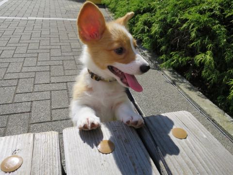 ウェルシュ・コーギー・ペンブロークこいぬ情報フントヒュッテウェルシュコーギーペンブローク子犬画像コーギーしっぽ付き尻尾付きしっぽつき断尾していないコーギー出産情報性格子犬の社会化コーギー家族募集中 Welsh Corgi Pembroke _ 884.jpg