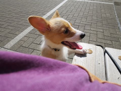 ウェルシュ・コーギー・ペンブロークこいぬ情報フントヒュッテウェルシュコーギーペンブローク子犬画像コーギーしっぽ付き尻尾付きしっぽつき断尾していないコーギー出産情報性格子犬の社会化コーギー家族募集中 Welsh Corgi Pembroke _ 885.jpg