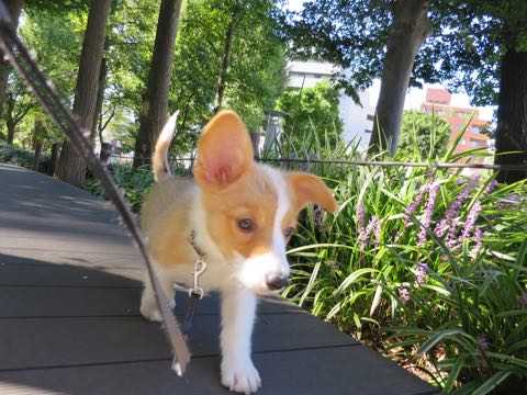 ウェルシュ・コーギー・ペンブロークこいぬ情報フントヒュッテウェルシュコーギーペンブローク子犬画像コーギーしっぽ付き尻尾付きしっぽつき断尾していないコーギー出産情報性格子犬の社会化コーギー家族募集中 Welsh Corgi Pembroke _ 889.jpg