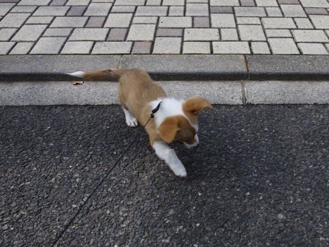 ウェルシュ・コーギー・ペンブロークこいぬ情報フントヒュッテウェルシュコーギーペンブローク子犬画像コーギーしっぽ付き尻尾付きしっぽつき断尾していないコーギー出産情報性格子犬の社会化コーギー家族募集中 Welsh Corgi Pembroke _ 1183.jpg